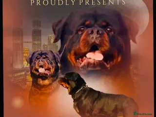 Rottweiler dogs Top quality health tested kc male German X serbian - Advert 15