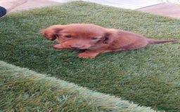 Miniature Dachshund dogs for sale: Daschund  - Image 2