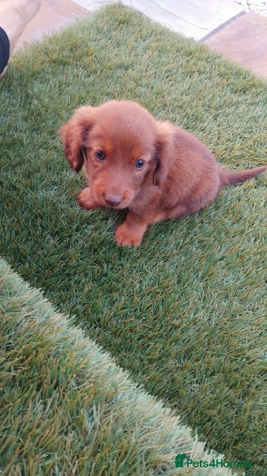 Miniature Dachshund dogs for sale: Daschund  - Image 2