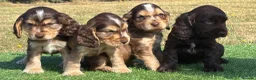 Cocker Spaniel dogs for sale: Beautiful litter of qauilty show type cockers  - Advert 5