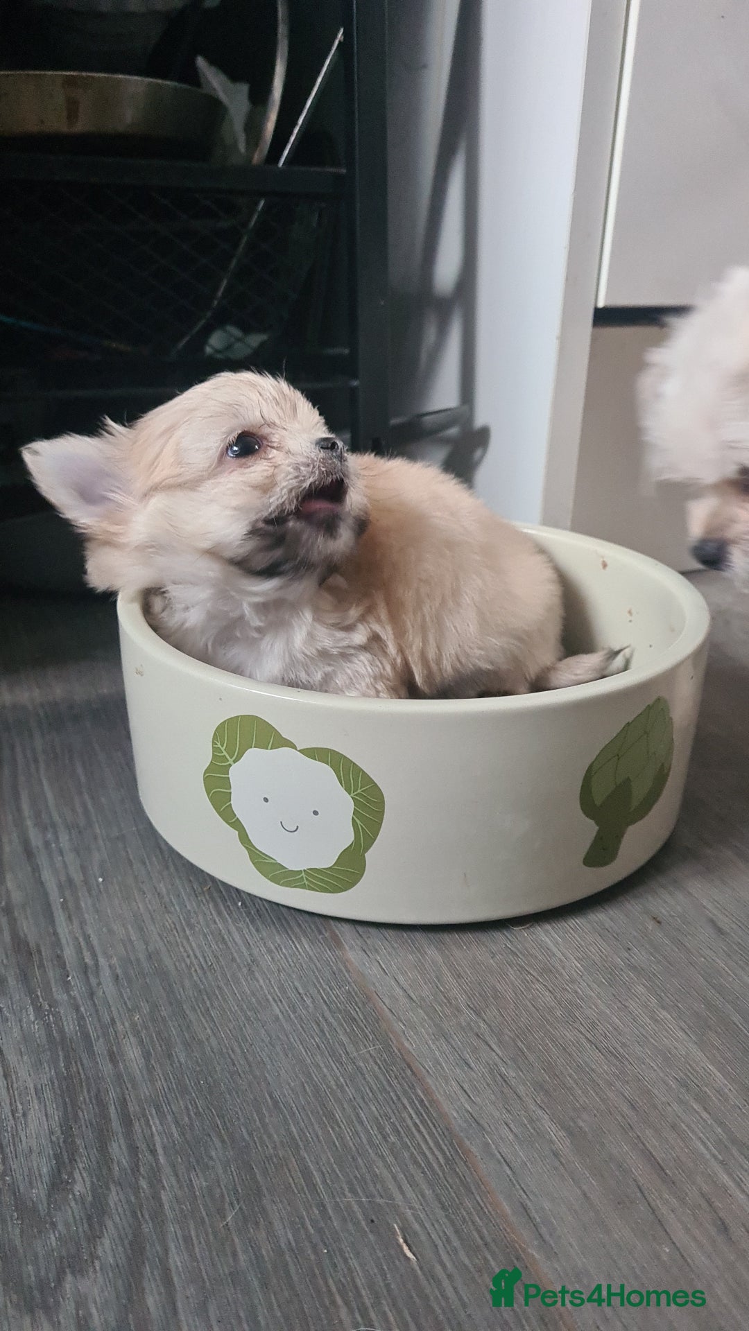 Mixed Breed dogs for sale: Stunning Designer Puppys - maltese x chihuahua  - Image 5