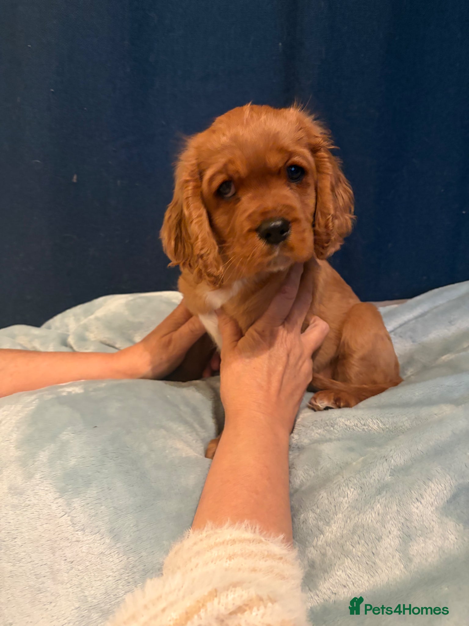 Cavalier King Charles Spaniel dogs REDUCED healthy vet checked KC REGISTERED boys - Advert 2