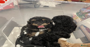 Toy Poodle dogs - Advert 10