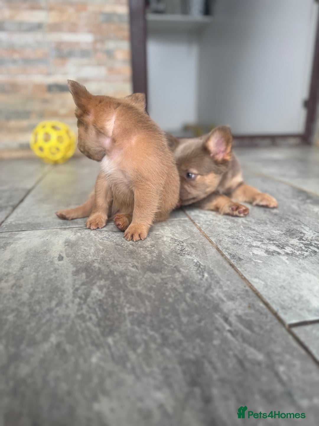 French Bulldog dogs for sale: Fluffy French Bulldogs/DNA Tested Parents  - Image 4