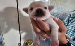 Chihuahua dogs for sale: 4 baby boy chiuaua  - Image 4