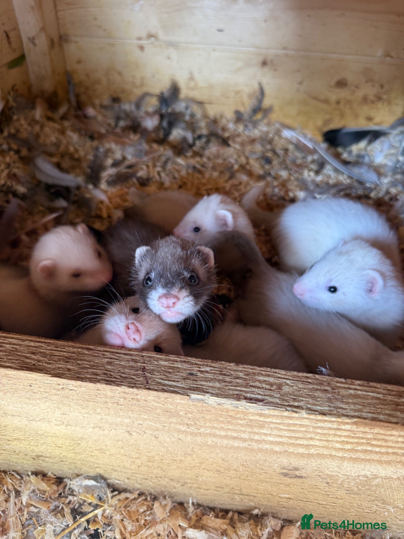 Ferret rodents Half micro ferret kits  - Advert 10