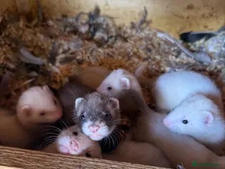 Ferret rodents Half micro ferret kits - Advert 10