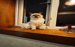 Ragdoll cats for sale: 2😻Ragdoll kittens 💕 - Image 18