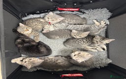Scottish Fold cats for sale: Scottish straights  - Image 24