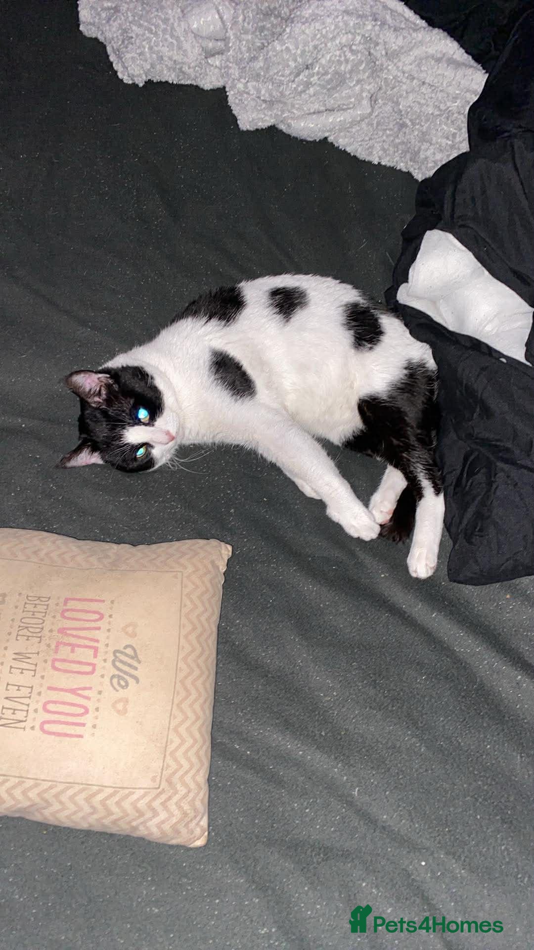 Mixed Breed cats Patch  - Advert 5