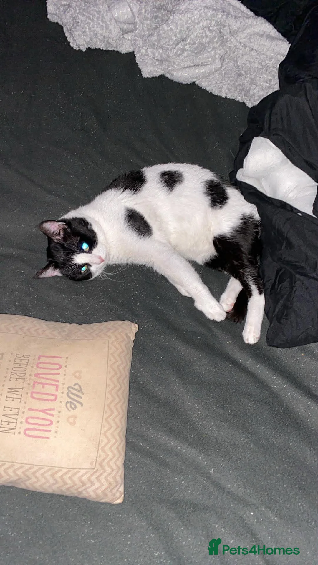 Mixed Breed cats for sale: Patch  - Advert 1