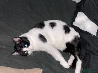 Mixed Breed cats Patch - Advert 5