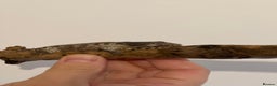 Gecko reptiles for sale: Caledonian giant gecko - Advert 6