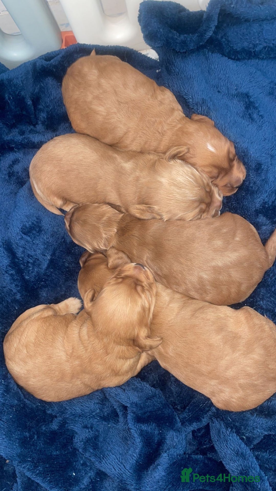 Cockapoo dogs for sale: 5 Stunning fox red Cockapoos (health tested) - Image 18