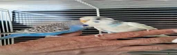 Budgerigars birds for sale: Super silly hand tamed baby budgies  - Advert 5