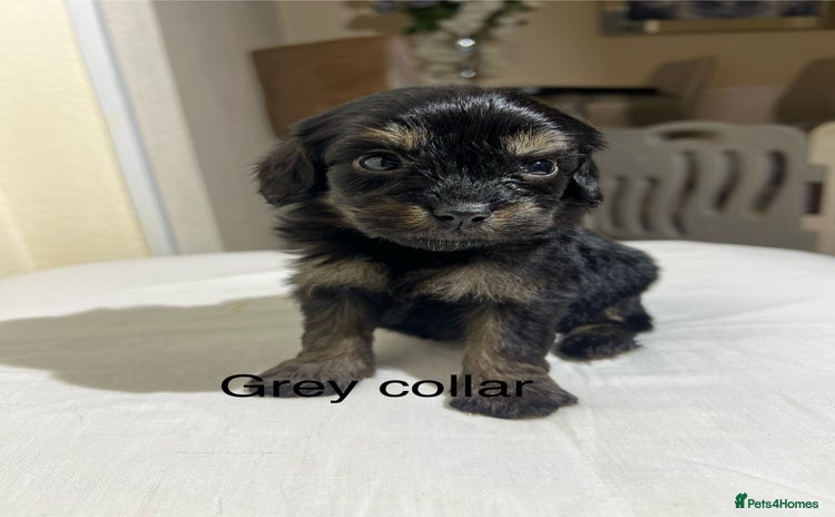 Cavapoo dogs - Advert 2