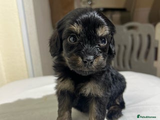 Cavapoo dogs Health tested cavapoos 1 remaining ❤️❤️ - Advert 16