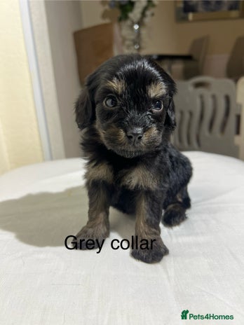 Cavapoo dogs - Advert 12