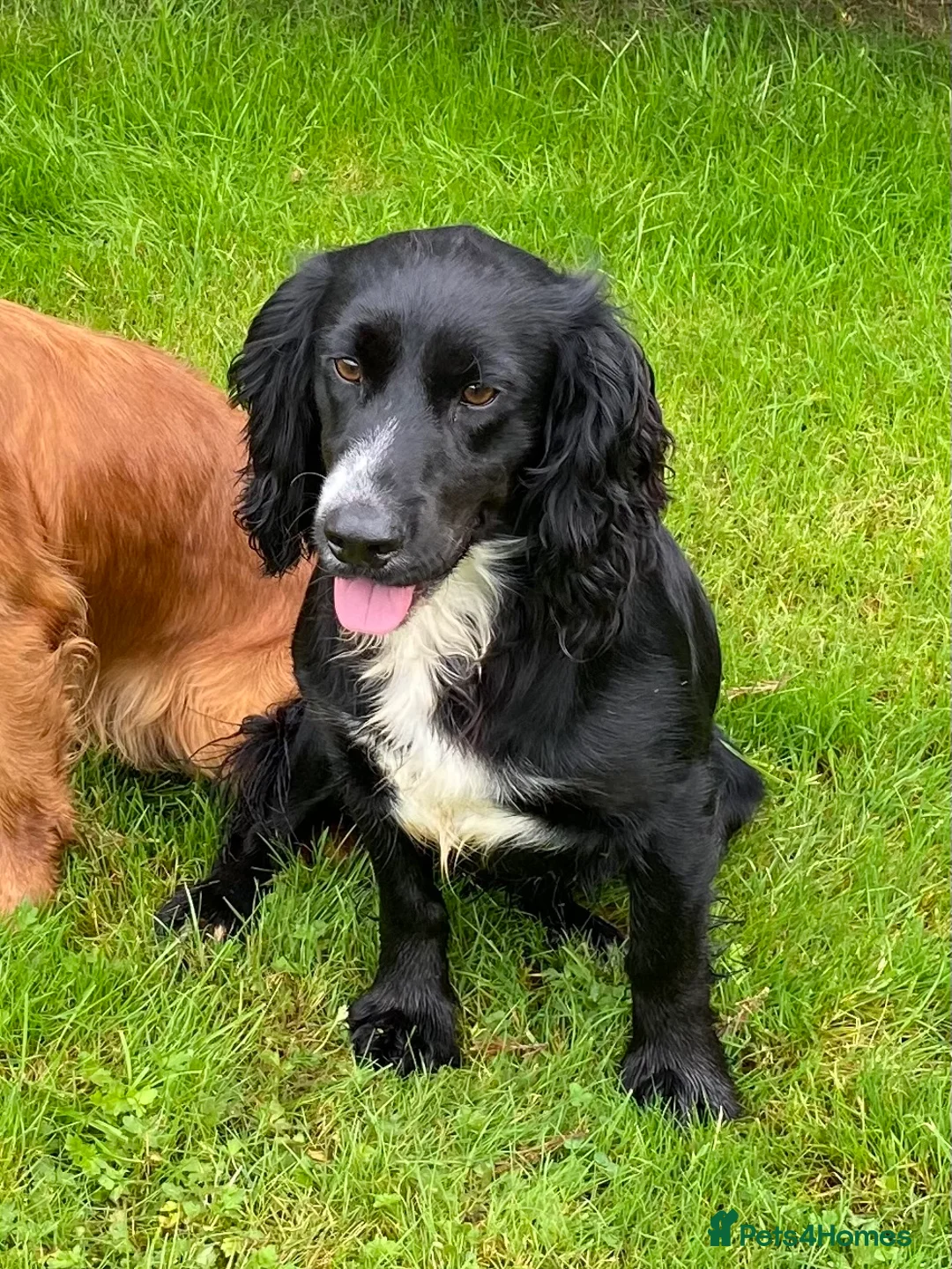 Sprocker dogs for sale: Superb litter of Sprocker Spaniels - Advert 15