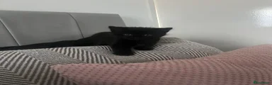 Siamese Boy 1