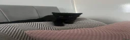 Siamese cats for sale: Siamese mixed kittens  - Advert 14