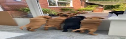 Labrador Retriever dogs for sale: 8 Stunning Fox Red & Black Labrador Puppies in Walsall - Advert 9