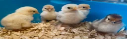 Chickens poultry for sale: Pekin bantam chicks - Advert 3