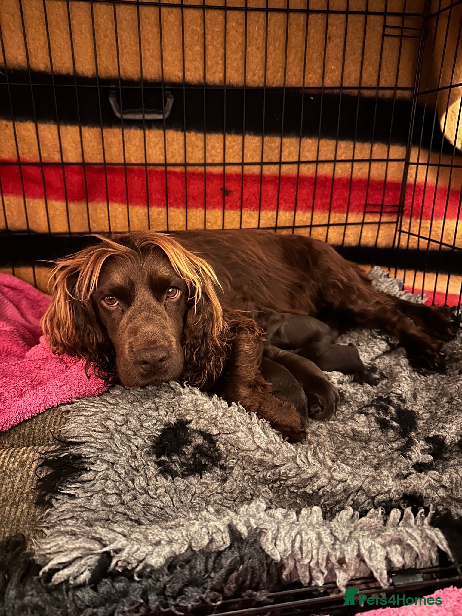 Cocker Spaniel dogs Fabulous working cocker spaniel - Advert 1