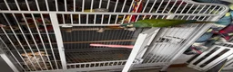 Macaws birds for sale: Male illinger’s  macaw  - Advert 5