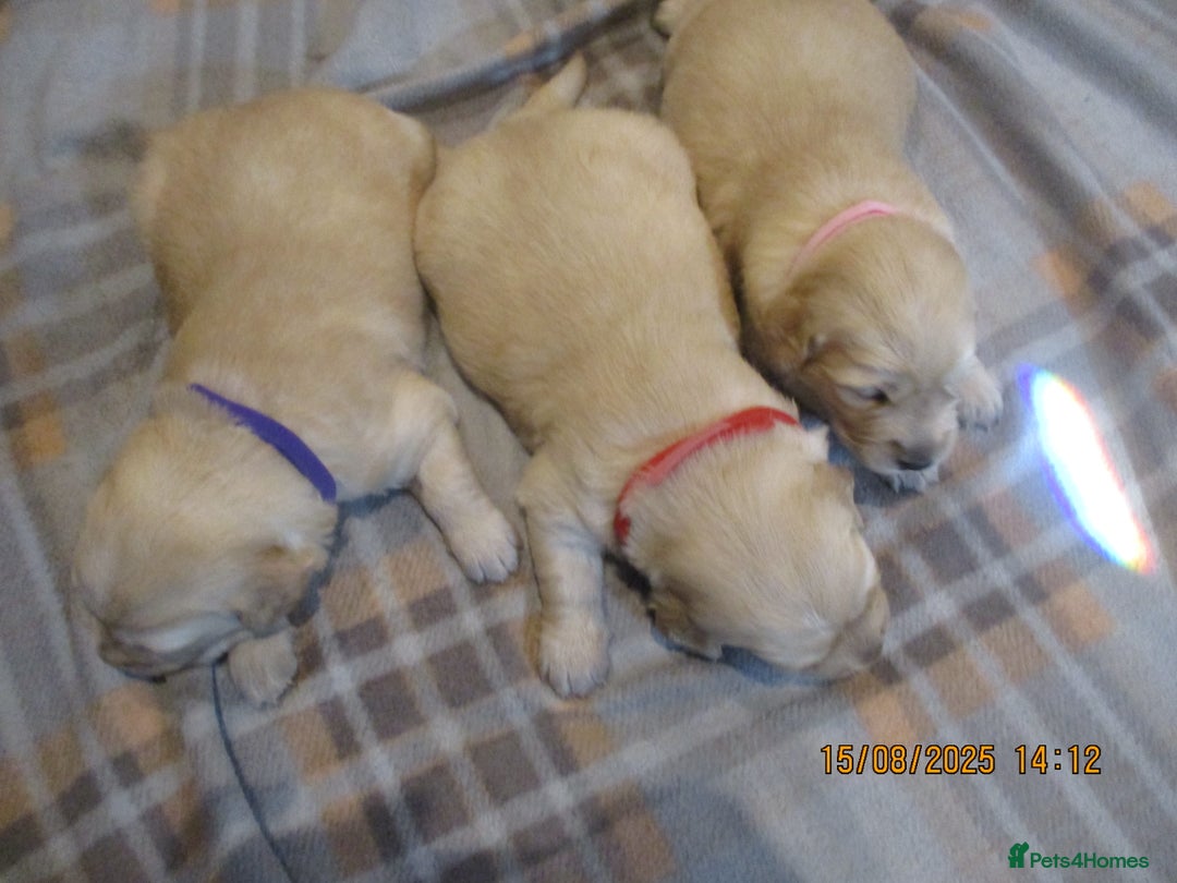 Golden Retriever dogs for sale: kc reg golden retriever puppies - Image 5