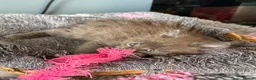 Maine Coon cats for sale: Beautiful Maine Coon kittens **READY NOW*** - Advert 34