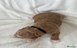 Goldendoodle dogs for sale: Beautiful litter of Goldendoodles  - Image 15