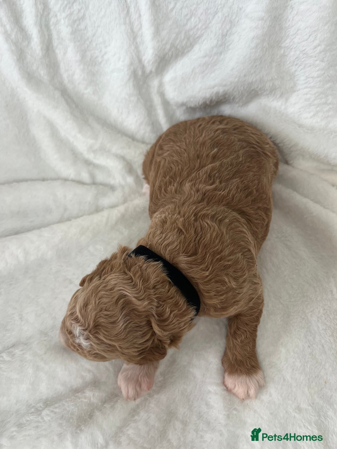 Goldendoodle dogs for sale: Beautiful litter of Goldendoodles  - Image 15