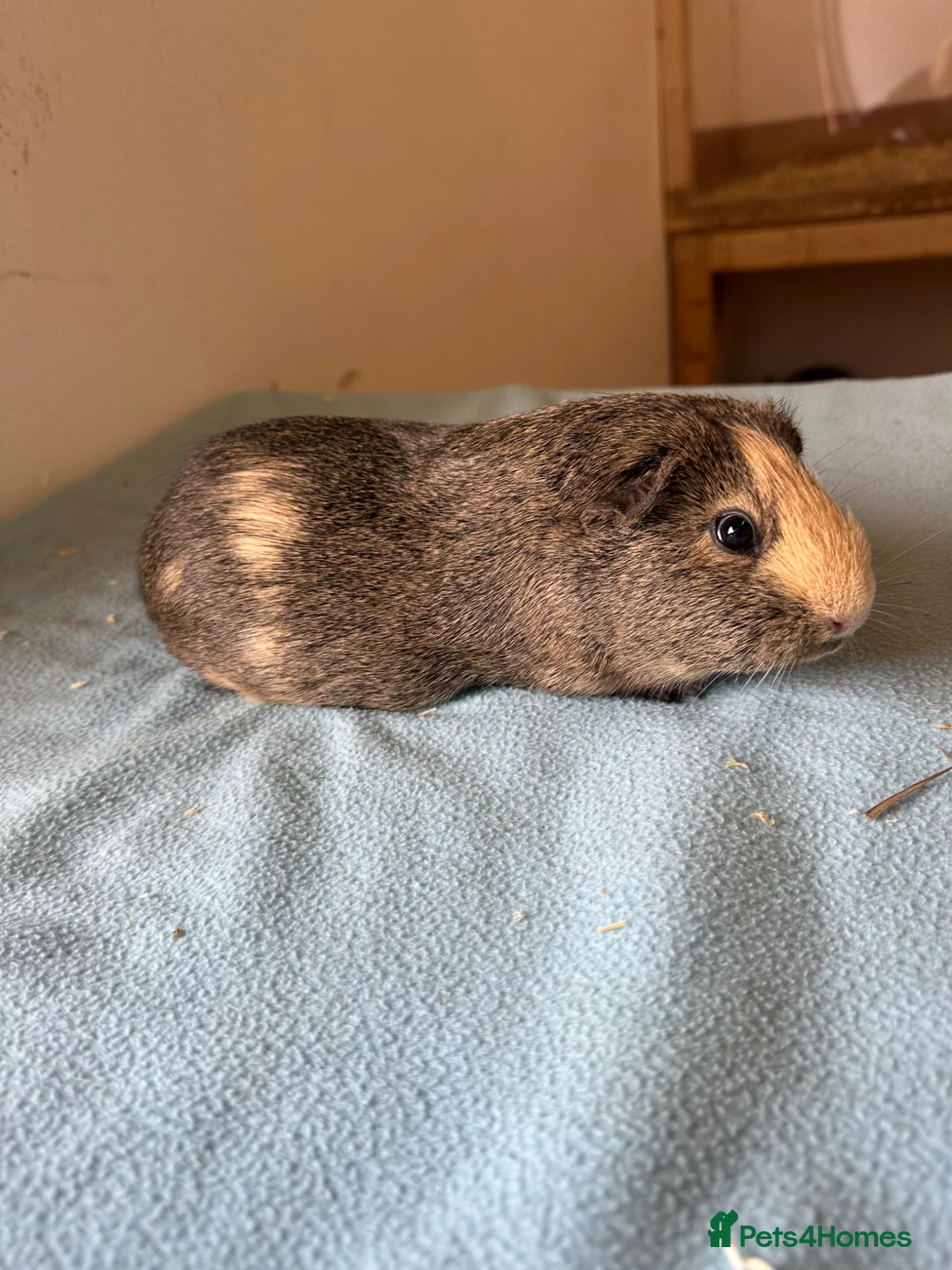 Guinea Pig rodents for sale: Female guinea pigs  - Advert 3