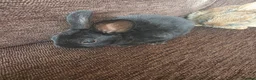Mixed Breed rabbits for sale: Wee Rabbits in Ballymena - Advert 32