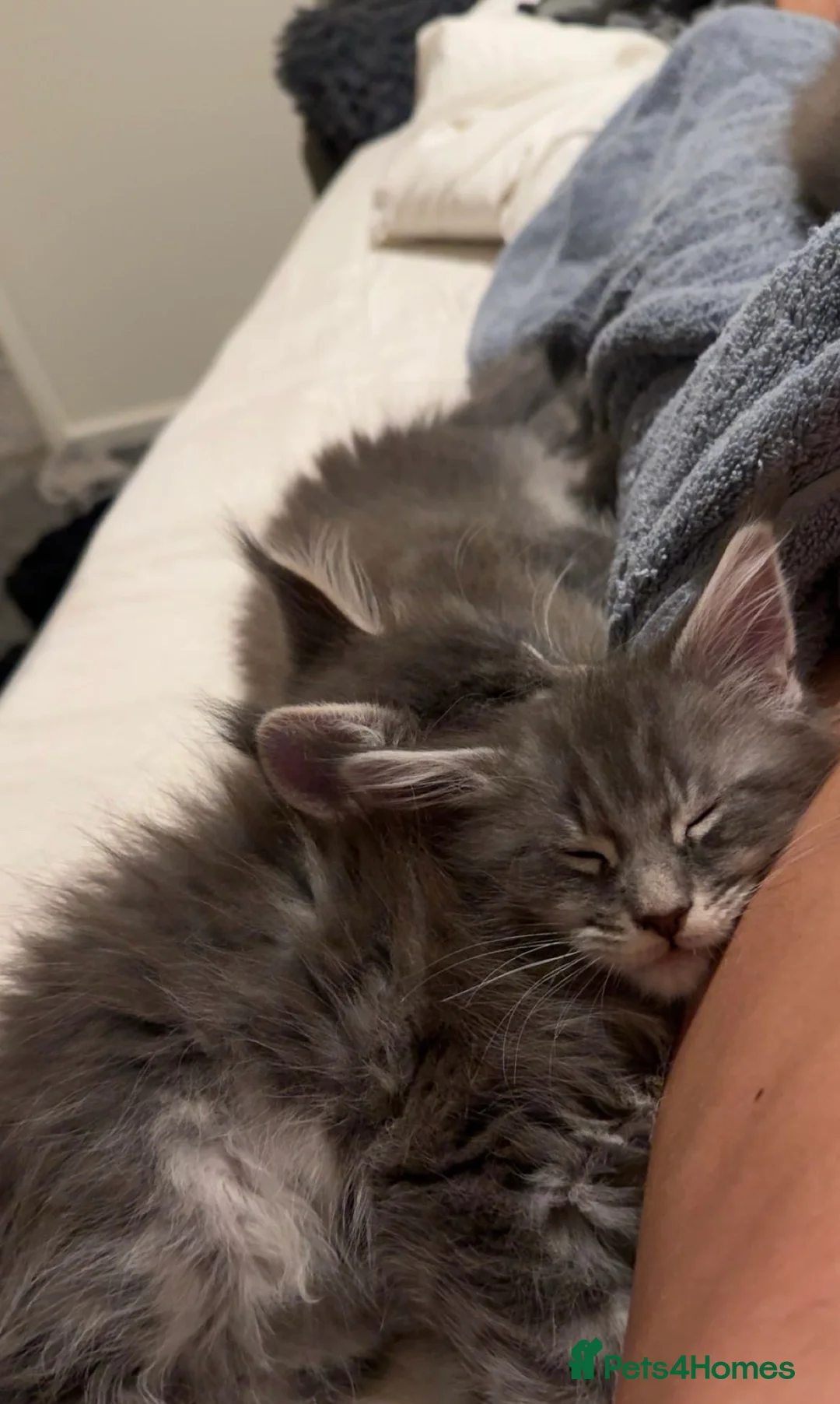 Maine Coon cats for sale: maine coon kittens  - Advert 5