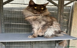 Maine Coon cats for sale: LAST GORGEOUS GIRL - Image 13