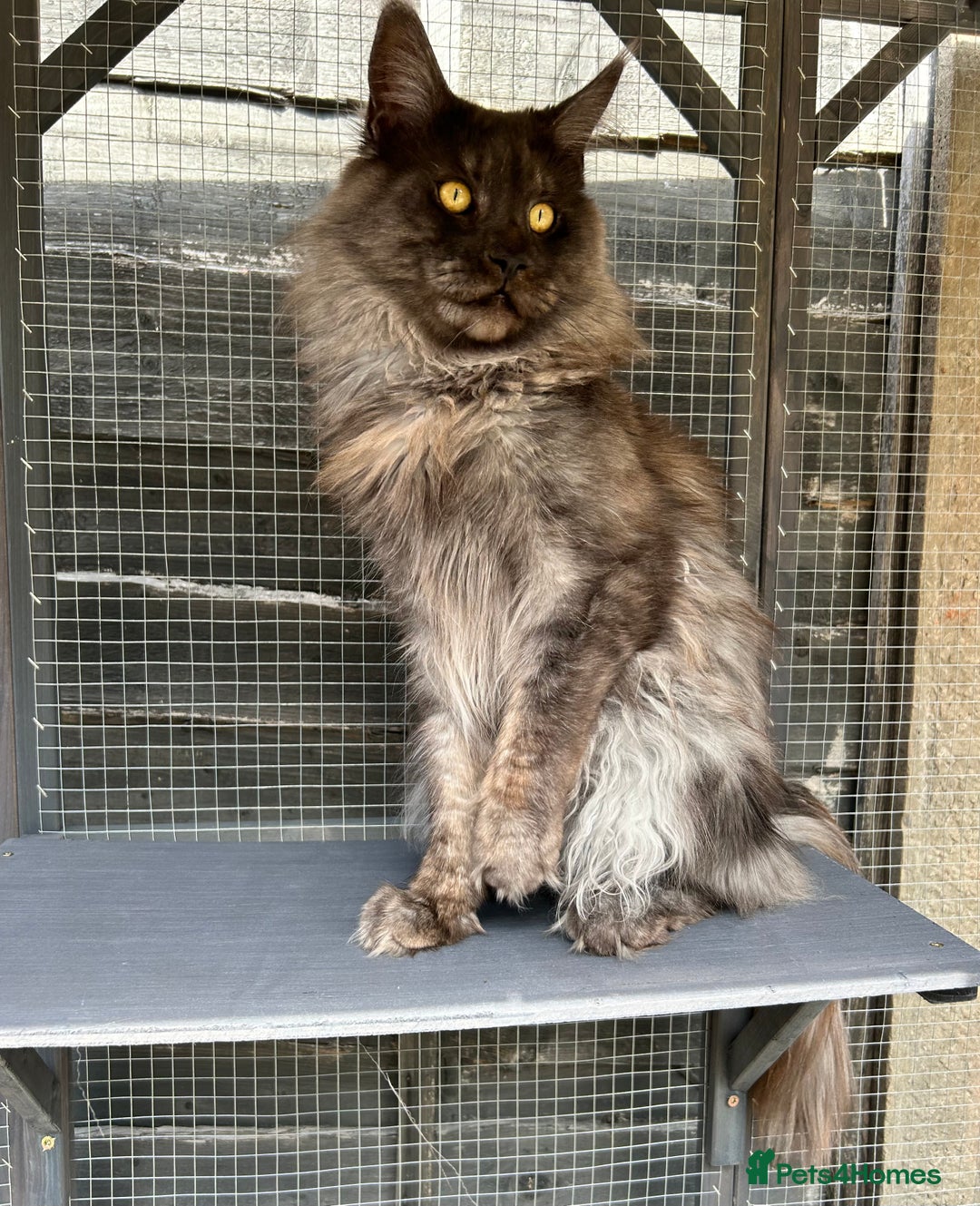Maine Coon cats for sale: LAST GORGEOUS GIRL - Image 13