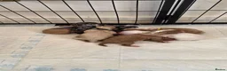 Cavapoo dogs for sale: Stunning Cavapoo x Australian Labradoodle puppies  - Advert 20