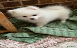 Pomeranian dogs for sale: Lovely Pomeranian - Image 5