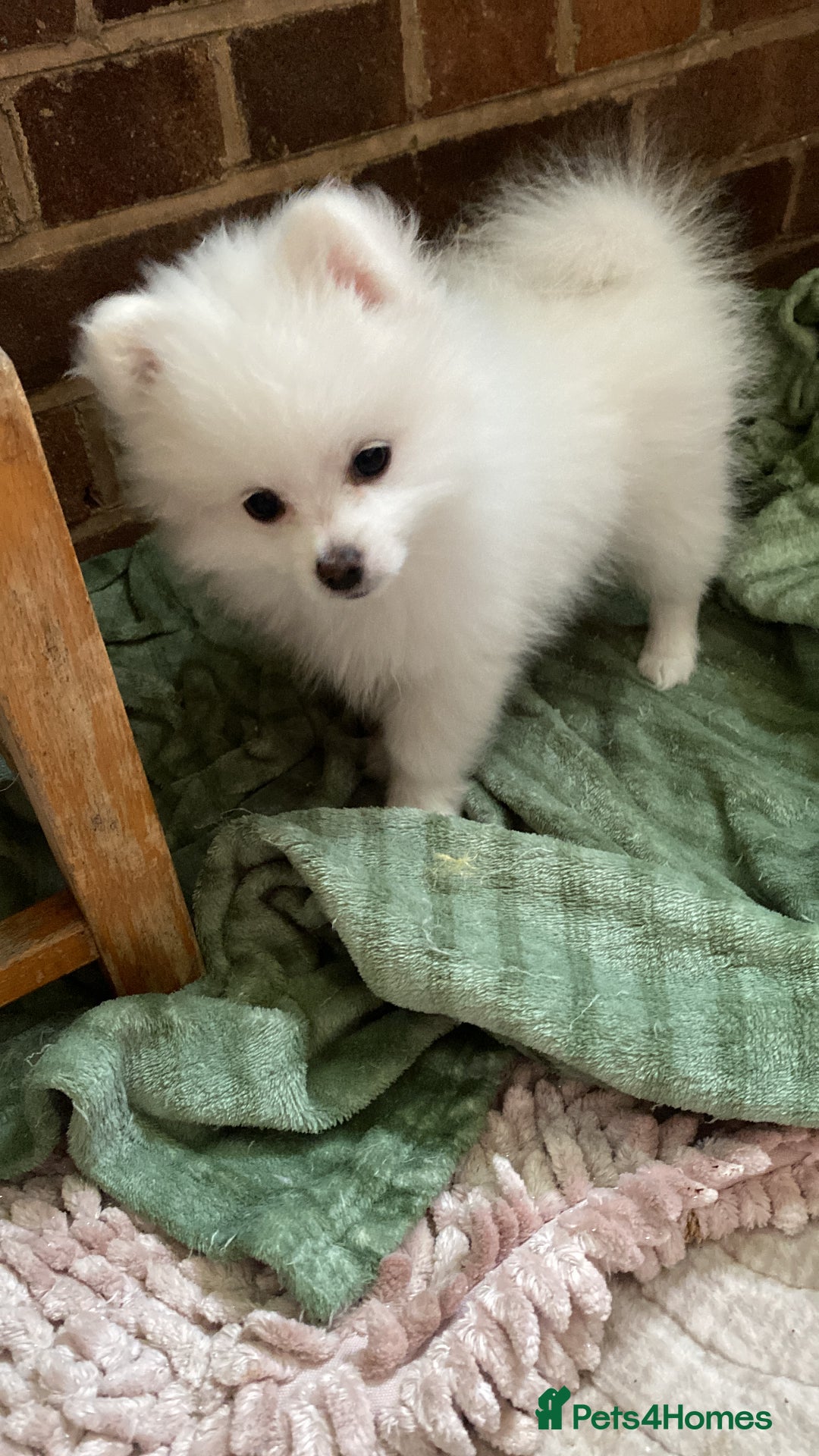 Pomeranian dogs for sale: Lovely Pomeranian - Image 5