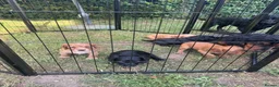 Cocker Spaniel dogs for sale: Black cocker spaniel male pup  - Advert 2