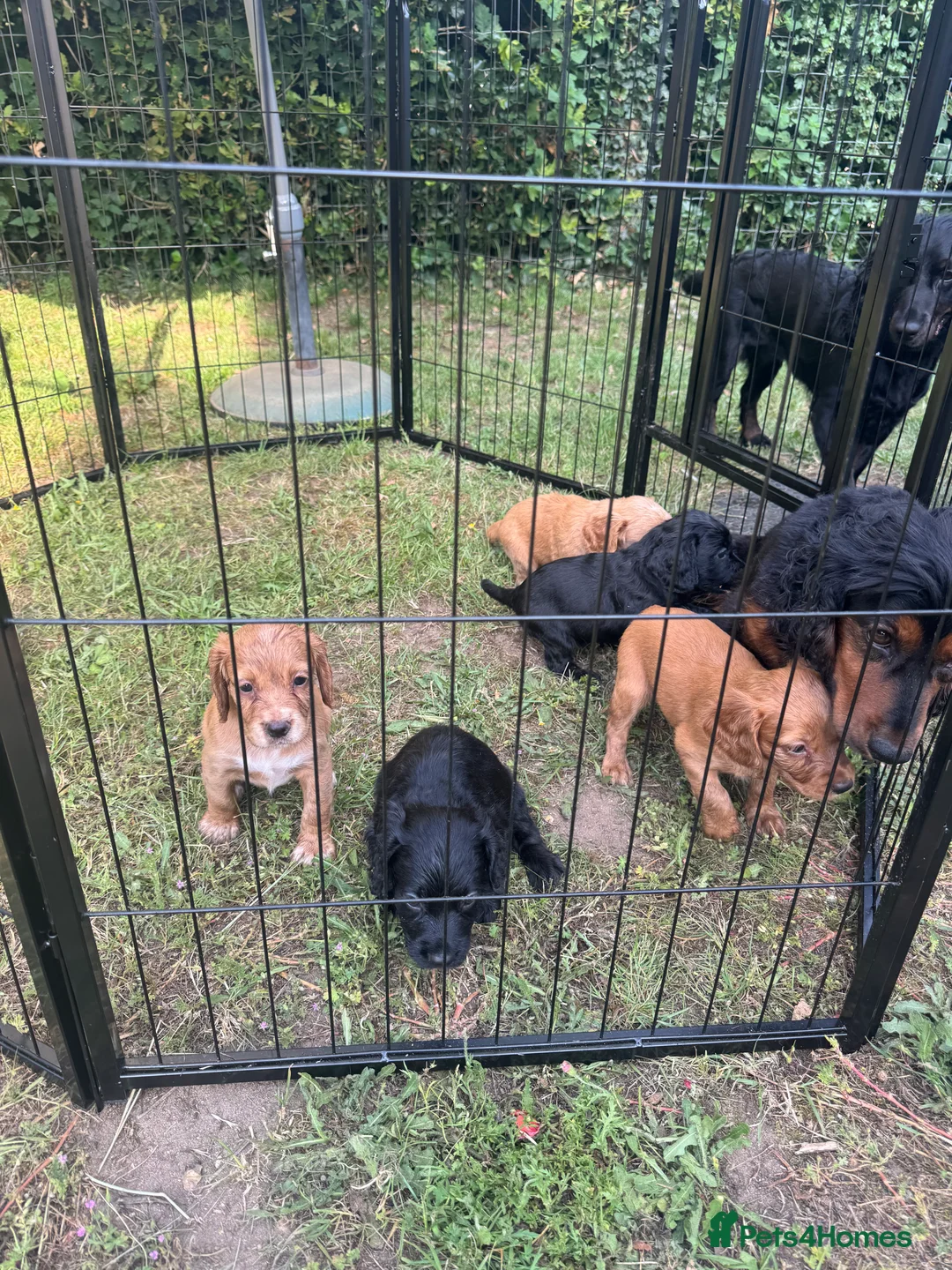 Cocker Spaniel dogs for sale: Black cocker spaniel male pup  - Advert 2