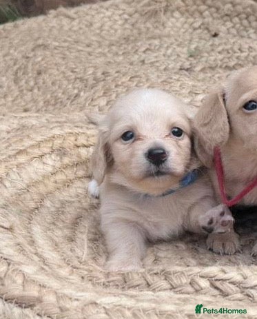 Miniature Dachshund dogs Last long hair cream boy left !  - Advert 17