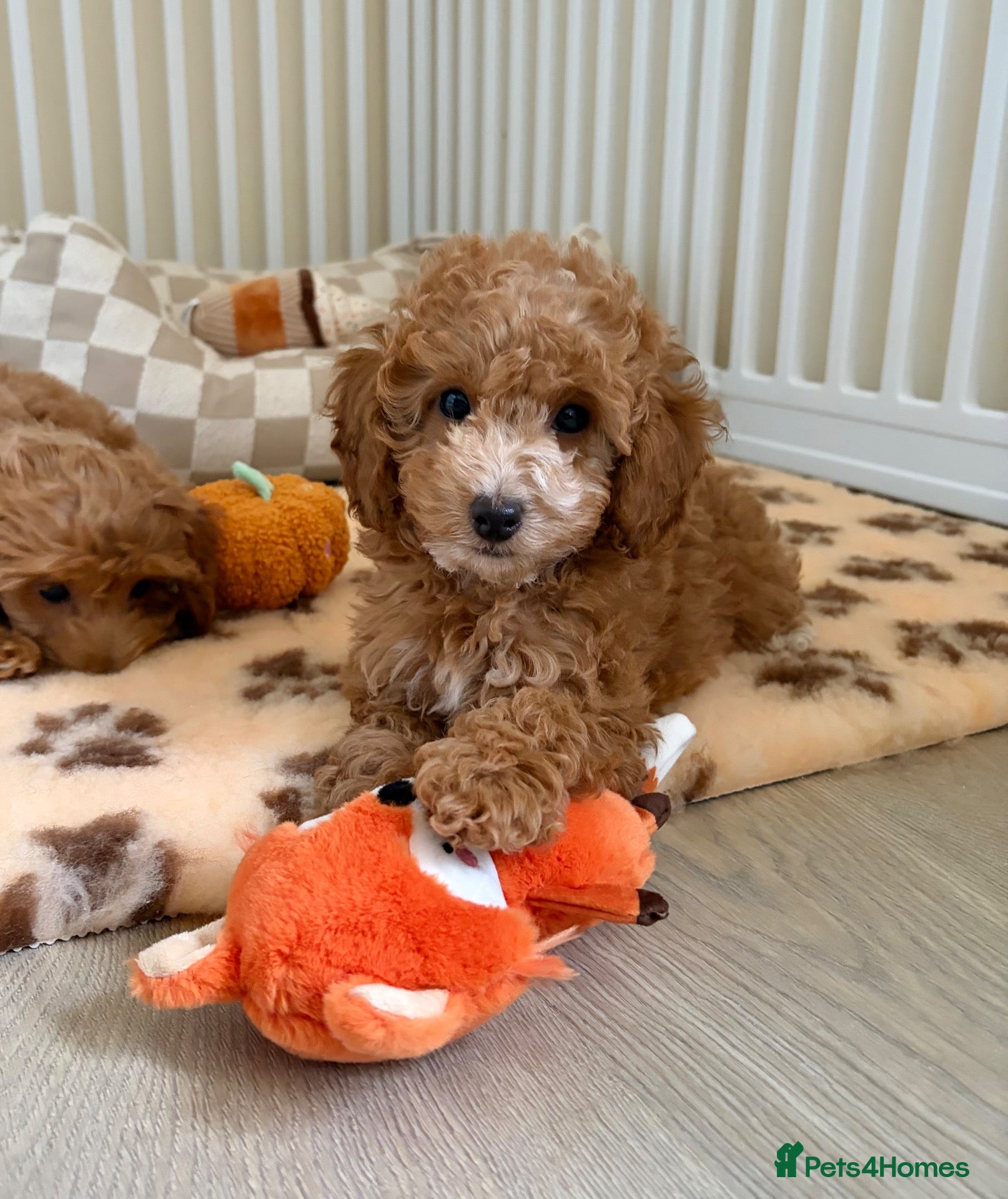 Cockapoo dogs Stunning F1B cockapoo puppies   - Advert 12