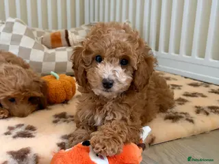 Cockapoo dogs Stunning F1B cockapoo puppies - Advert 12