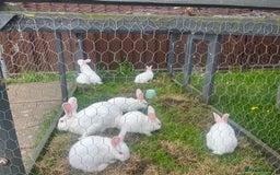 Mixed Breed rabbits for sale: Baby bunnies.  Dwarf x New Zealand - Image 8