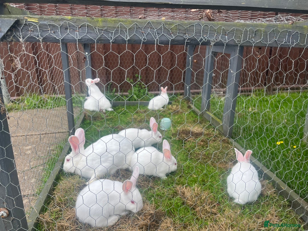 Mixed Breed rabbits for sale: Baby bunnies.  Dwarf x New Zealand - Image 8