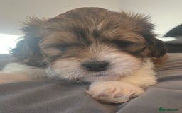Mixed Breed dogs for sale: Beautiful Lhasa Apso X Bichon Frise puppies. - Image 6