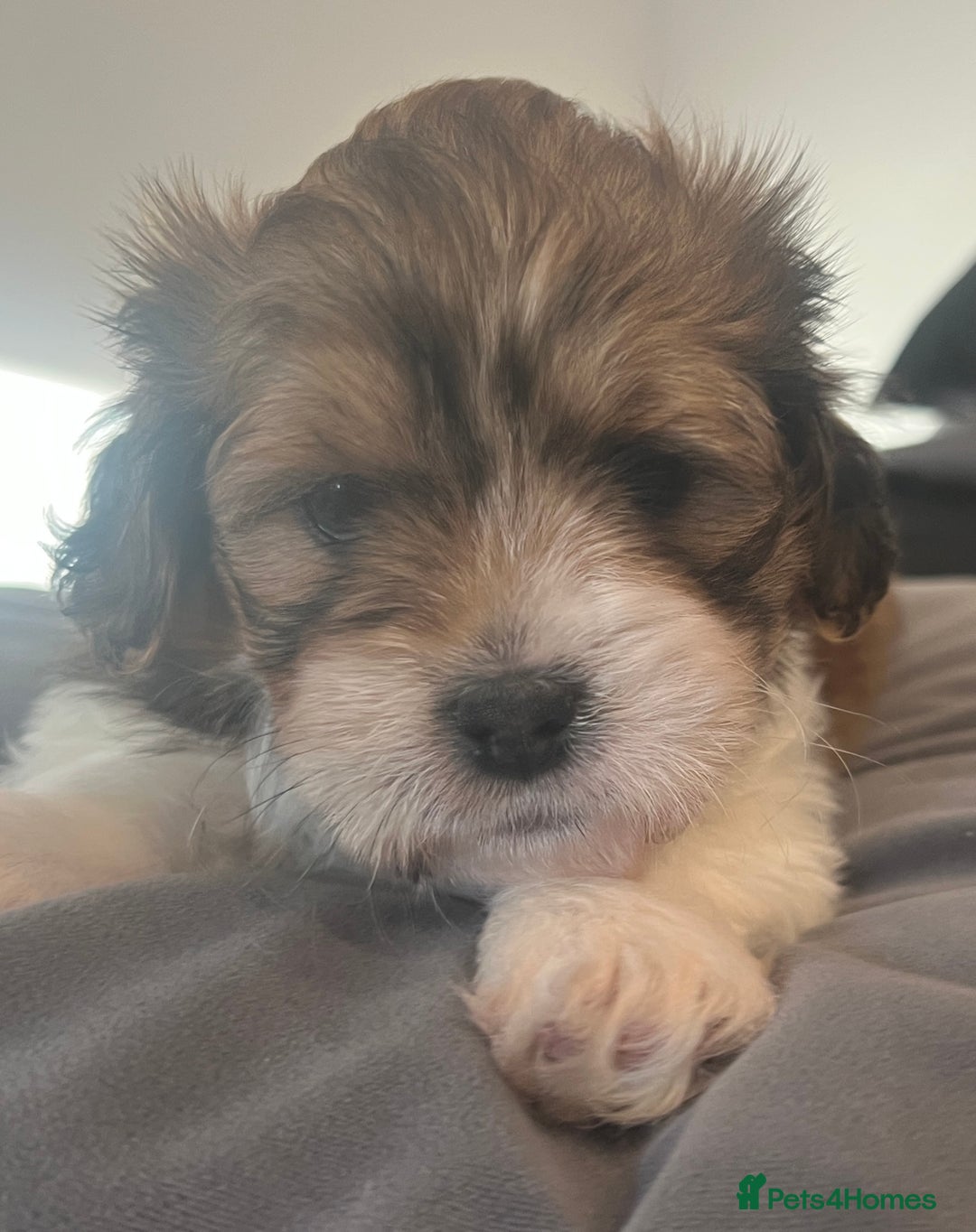 Mixed Breed dogs for sale: Beautiful Lhasa Apso X Bichon Frise puppies. - Image 6